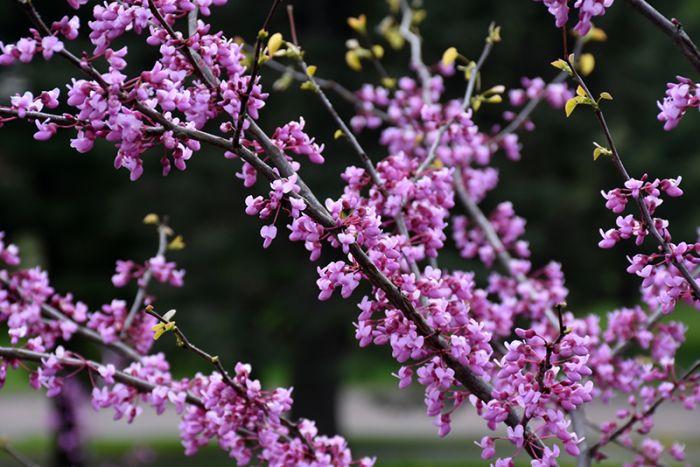 Cercis canadensis Minnesota Strain