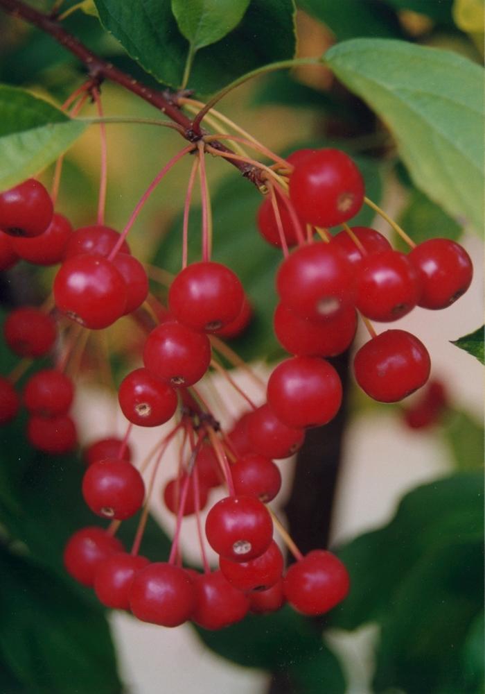 Malus Red Jewel™