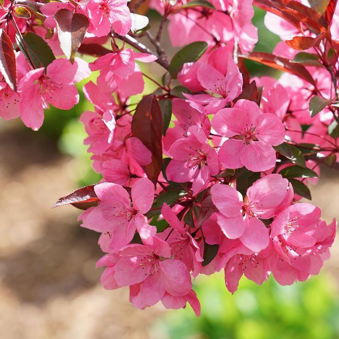 Malus Show Time™