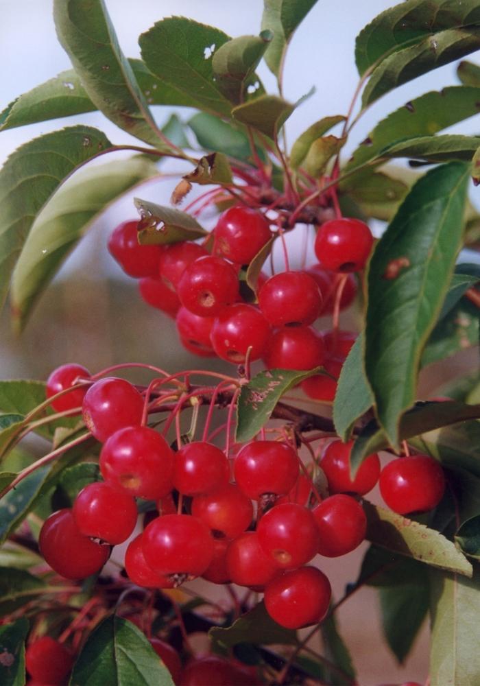 Malus Snowdrift