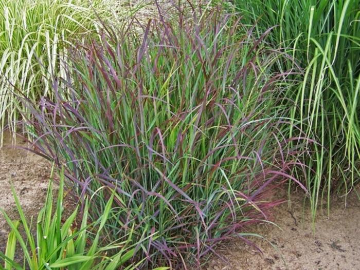 Panicum virgatum Prairie Winds® Cheyenne Sky
