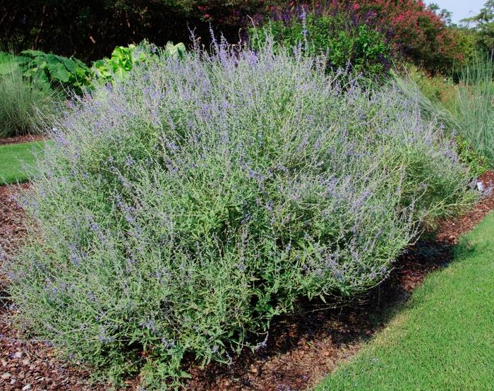 Perovskia atriplicifolia Crazy Blue