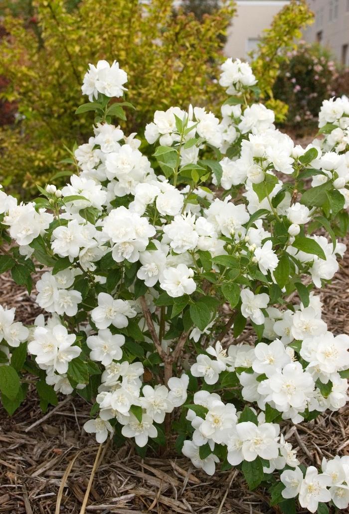 Philadelphus Snow White™