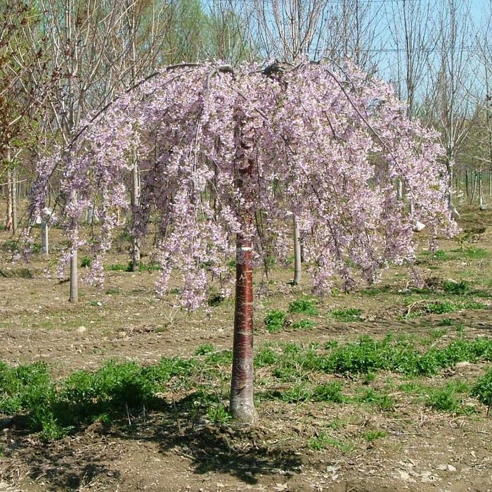 Prunus Pink Snow Showers™