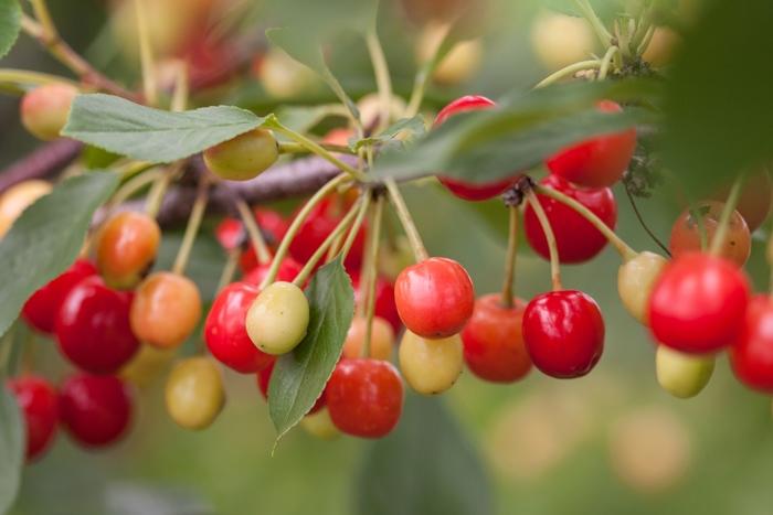Prunus Sweet Cherry Pie™