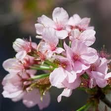 Prunus sargentii Spring Wonder™