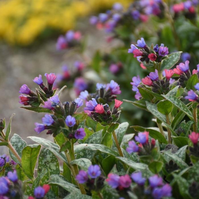 Pulmonaria Spot On