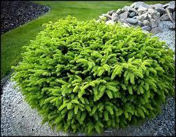 Picea abies Nidiformis