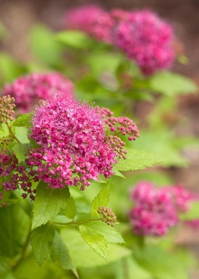 Spiraea japonica Double Play® Gold