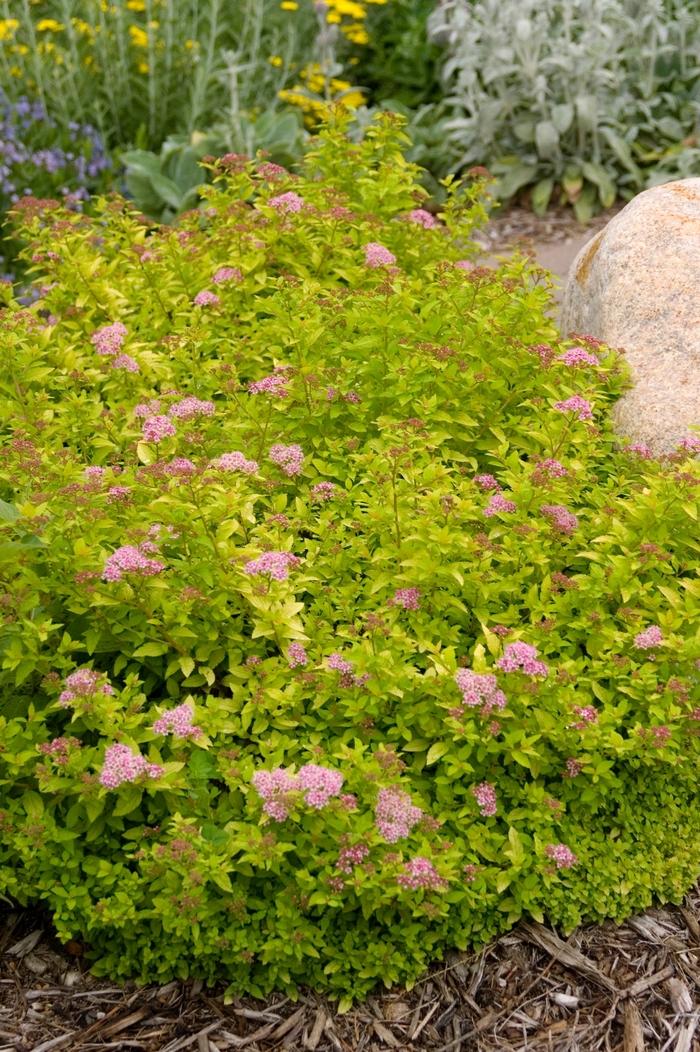 Spiraea Sundrop™