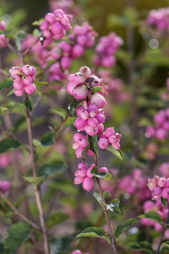 Symphoricarpos x doorenbosii Candy™