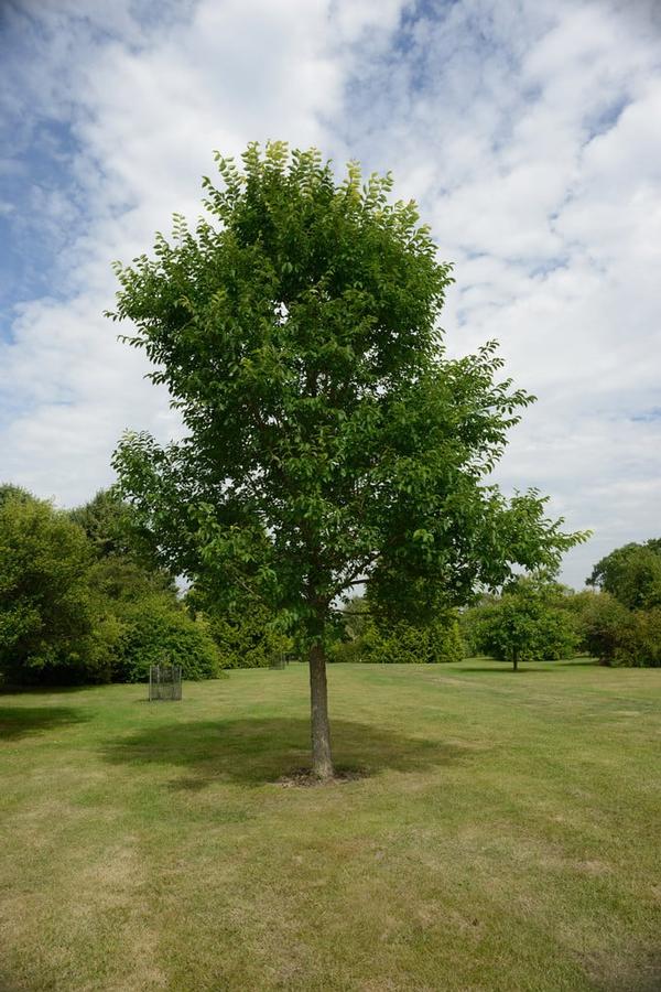 Ulmus New Horizon