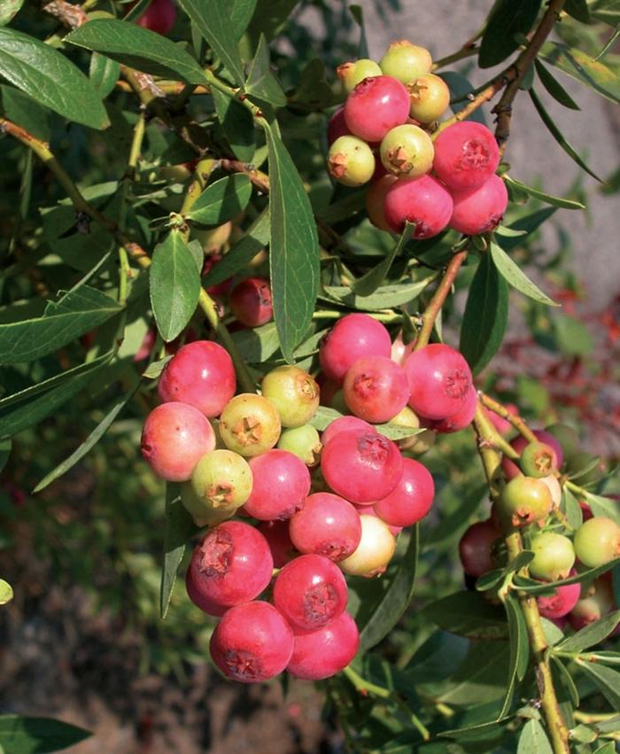 Vaccinium Pink Lemonade