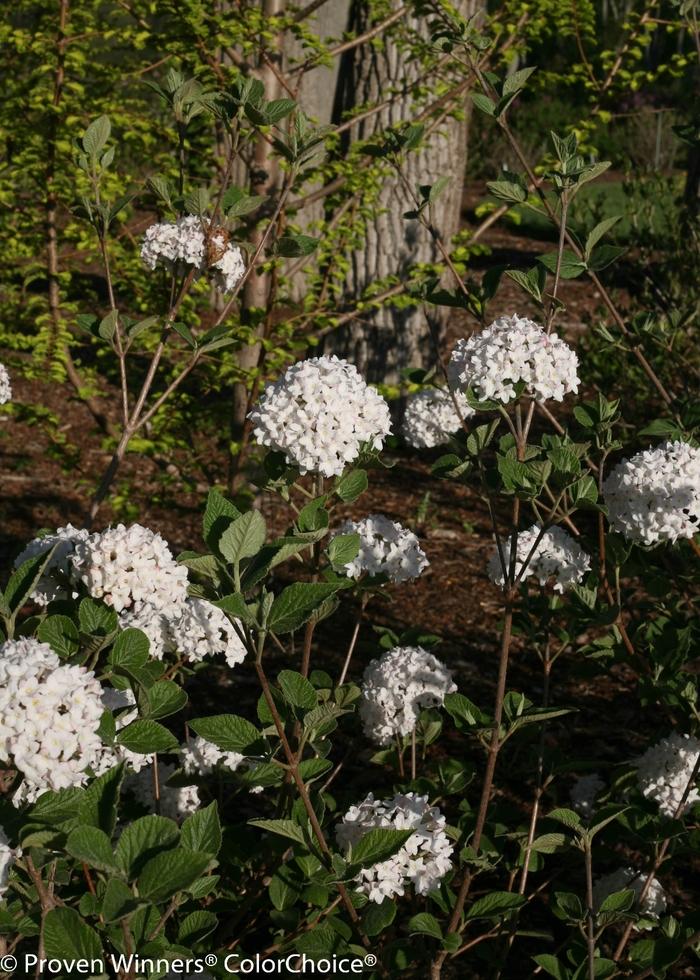 Viburnum carlesii Spice Baby™