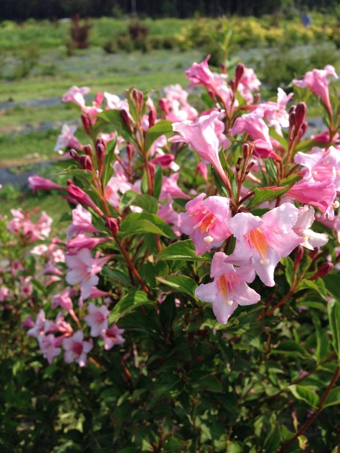 Weigela florida Sonic Bloom® Pure Pink