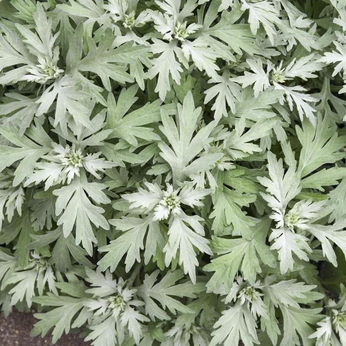 Artemisia Silver Lining