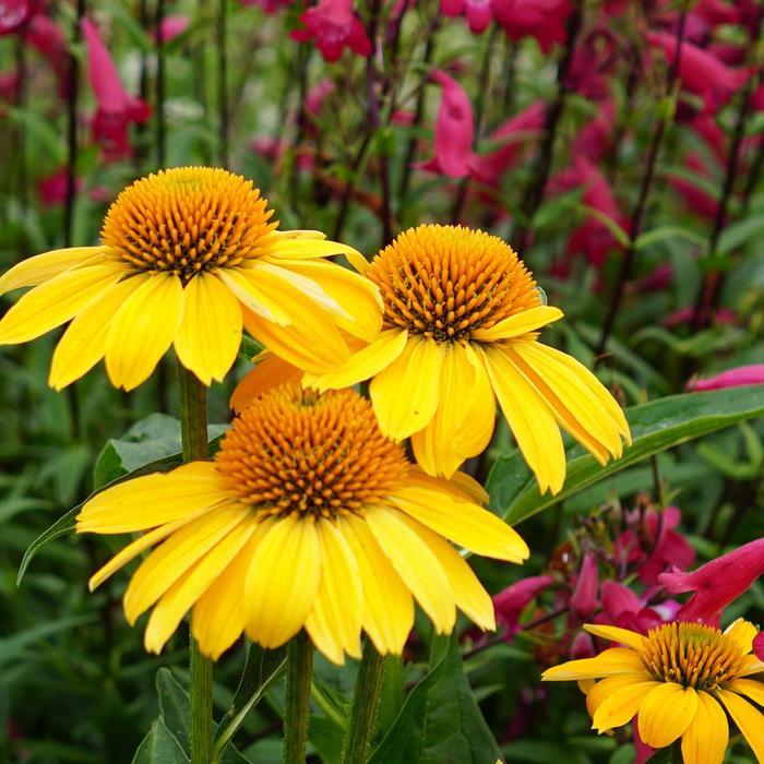 Echinacea Sombrero® Lemon Yellow