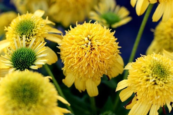 Echinacea Sunny Days™ Lemon