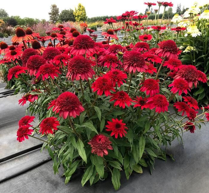 Echinacea Sunny Days™ Ruby
