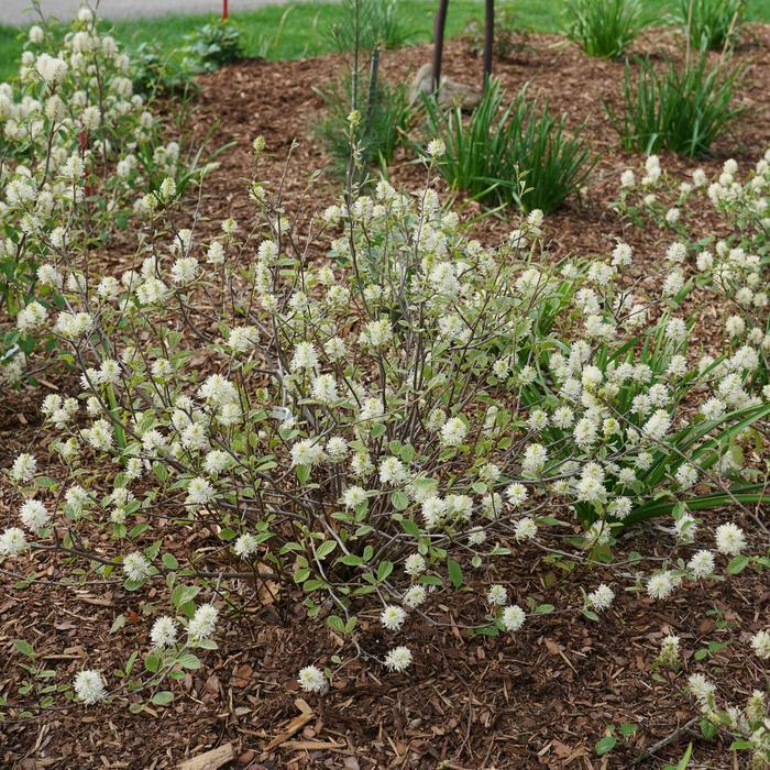 Fothergilla x intermedia Legend of the Small®