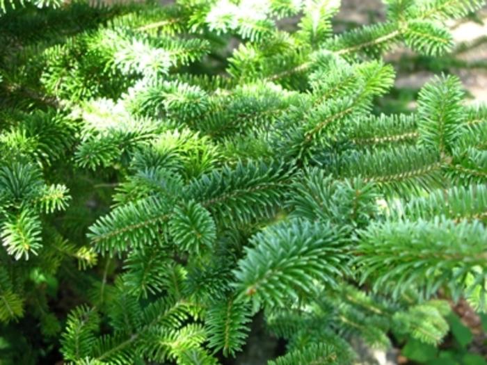 Abies balsamea var. phanerolepis