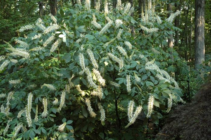 Aesculus parviflora Rogers Strain