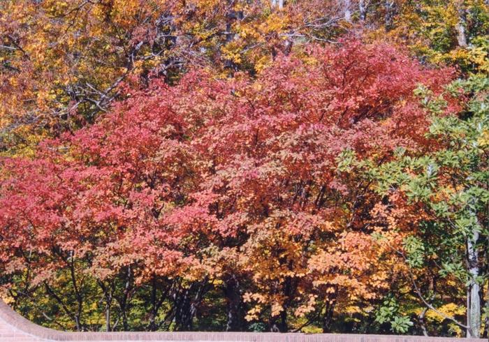 Amelanchier lamarckii