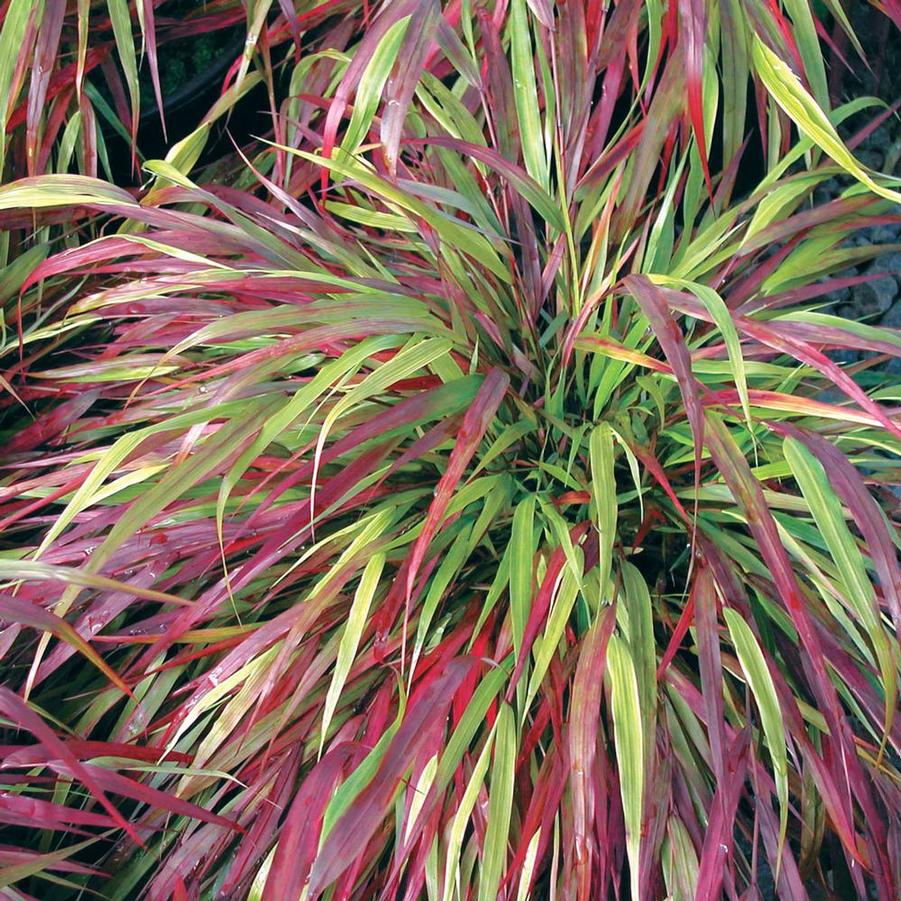 Hakonechloa macra Beni-kaze