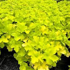 Heuchera Guacamole