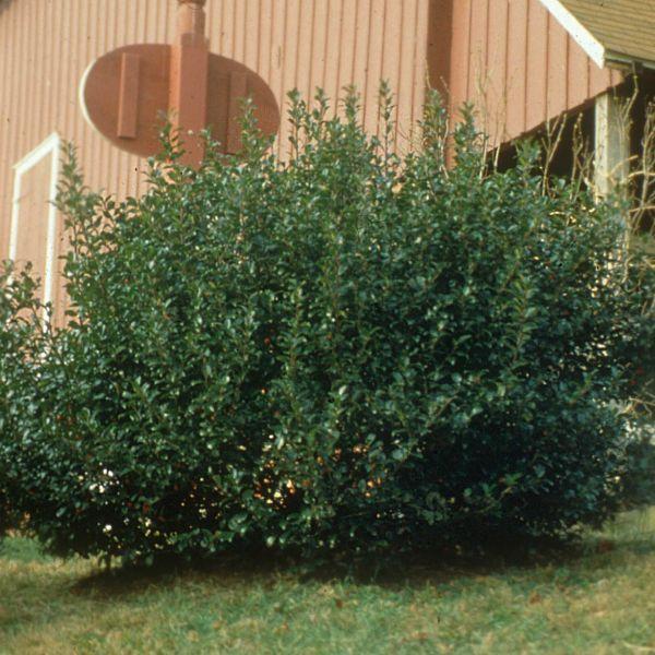 Ilex x meserveae Blue Prince