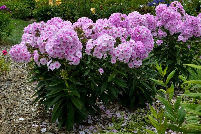 Phlox paniculata Luminary™ Opalescence