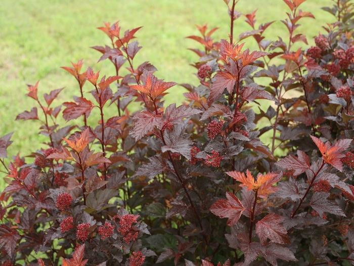 Physocarpus opulifolius Ginger Wine®