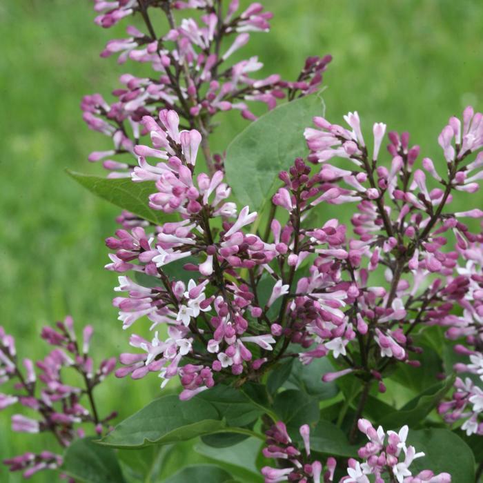 Syringa Baby Kim®