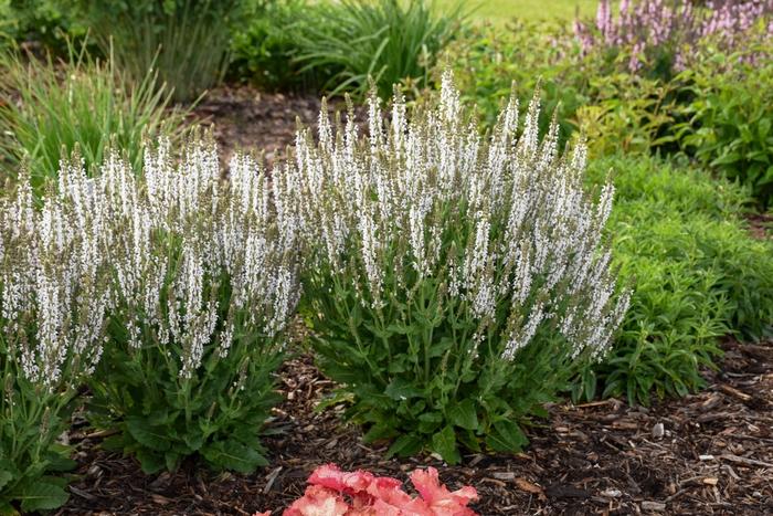 Salvia nemorosa White Profusion