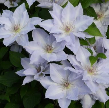 Clematis Boulevard® Tranquilite™