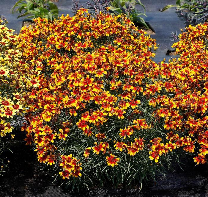 Coreopsis verticillata Sunstar™ Orange