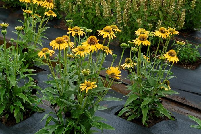 Echinacea Kismet® Yellow