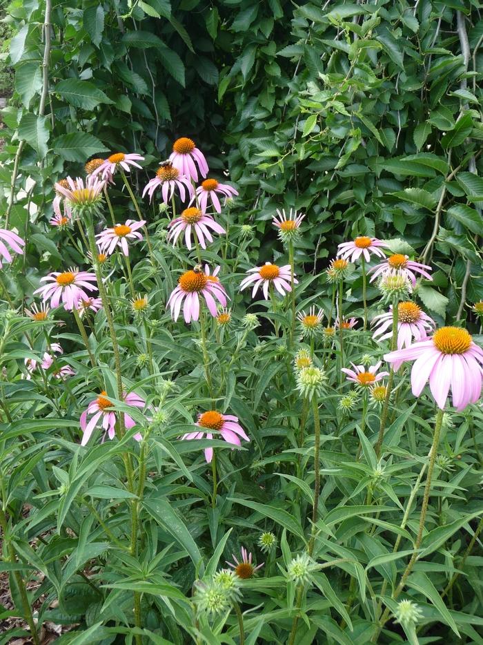 Echinacea purpurea