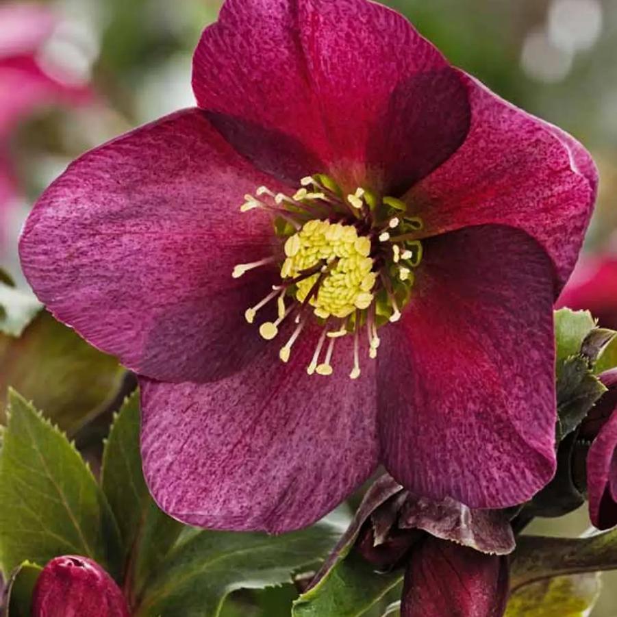 Helleborus HGC® Ice 'n Roses® Red
