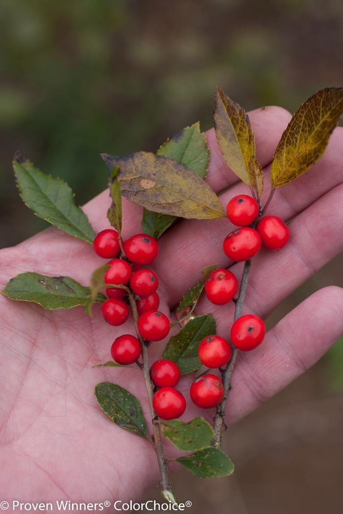 Ilex verticillata Little Goblin® Red