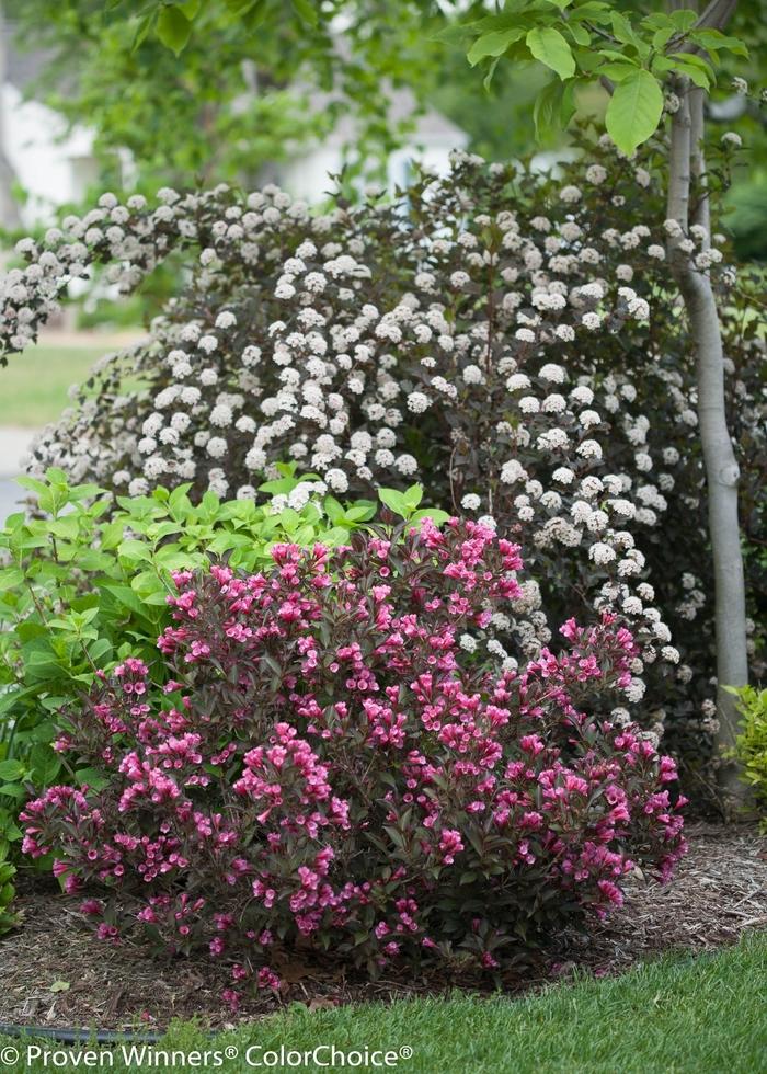 Physocarpus opulifolius Summer Wine®