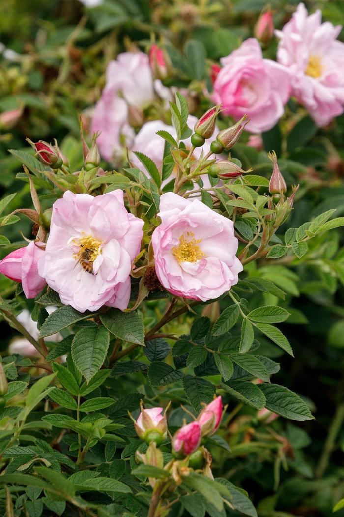 Rosa rugosa Seaside Swirl™ Blush