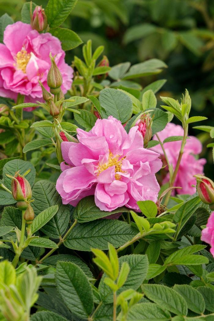 Rosa rugosa Seaside Swirl™ Pink