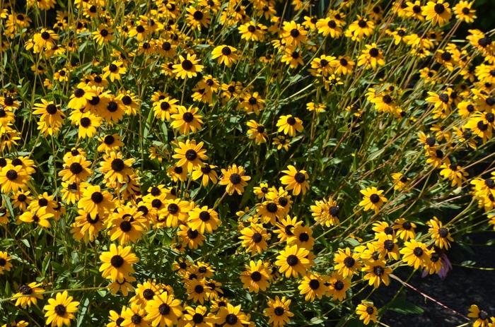 Rudbeckia fulgida var. fulgida