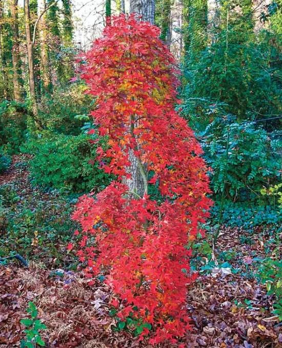 Acer palmatum Ryusen
