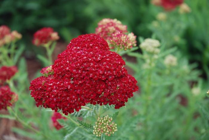 Achillea millefolium Tutti Frutti™ Pomegranate