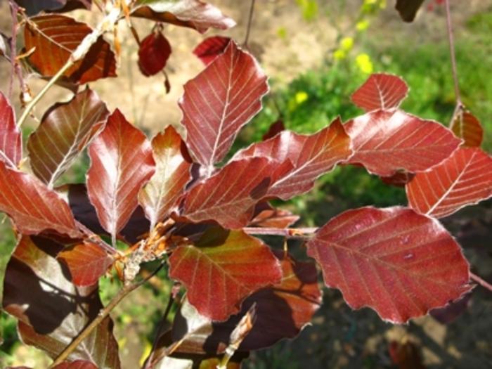 Fagus sylvatica Riversii