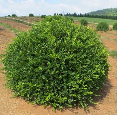 Buxus microphylla var. japonica Wintergreen