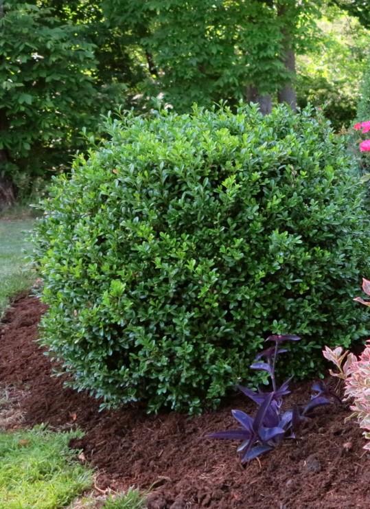 Buxus NewGen Independence®