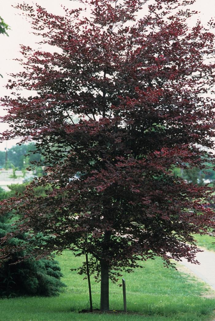 Fagus sylvatica Tricolor